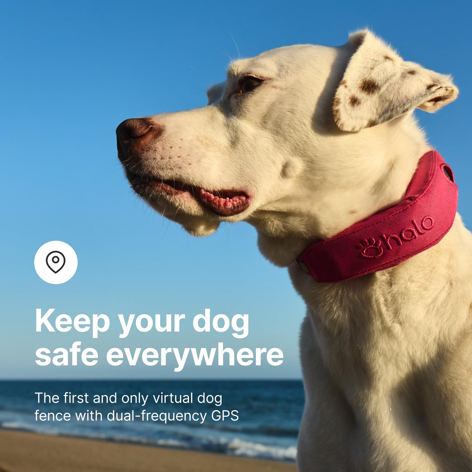 Dog wearing Halo Collar 4 with real-time GPS tracking and waterproof design