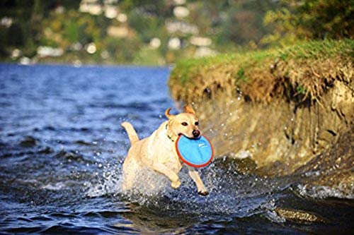 Chuckit! Paraflight Flying Disc Dog Toy, Small (6.75")