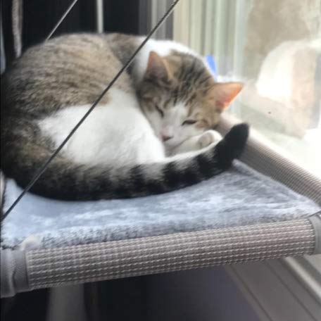 Cat Bed on Window Perch for Happy Pets and Life