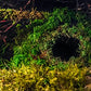Galápagos Green Sphagnum Mossy Cave Hide 6" - Ideal for reptiles, providing a natural and secure hiding space.
