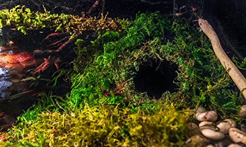 Galápagos Green Sphagnum Mossy Cave Hide 6" - Ideal for reptiles, providing a natural and secure hiding space.