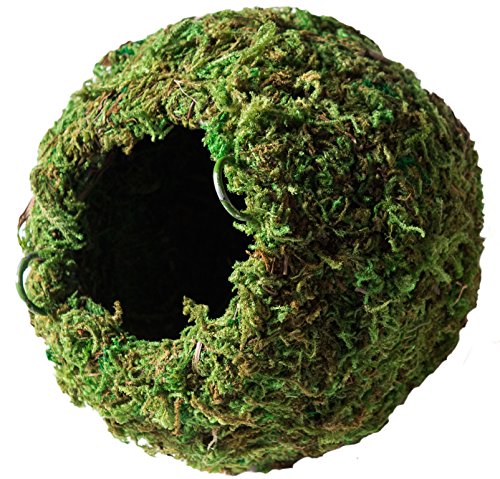 Galápagos Mossy Cave Hide 6" - Perfect hideout for reptiles with natural green sphagnum moss.